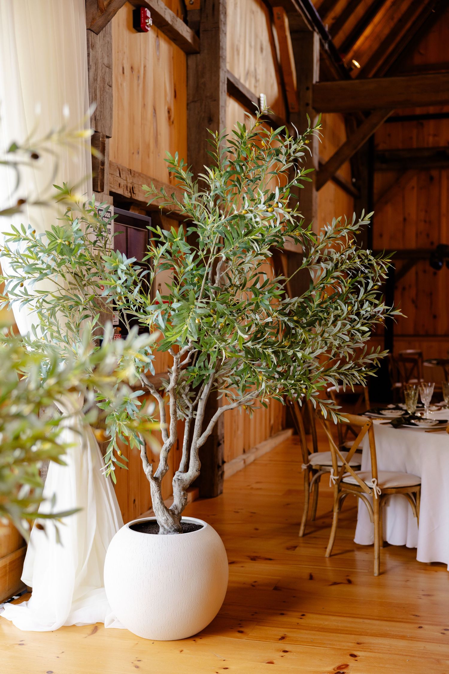 Potted olive tree in white planter inside rustic barn wedding venue.