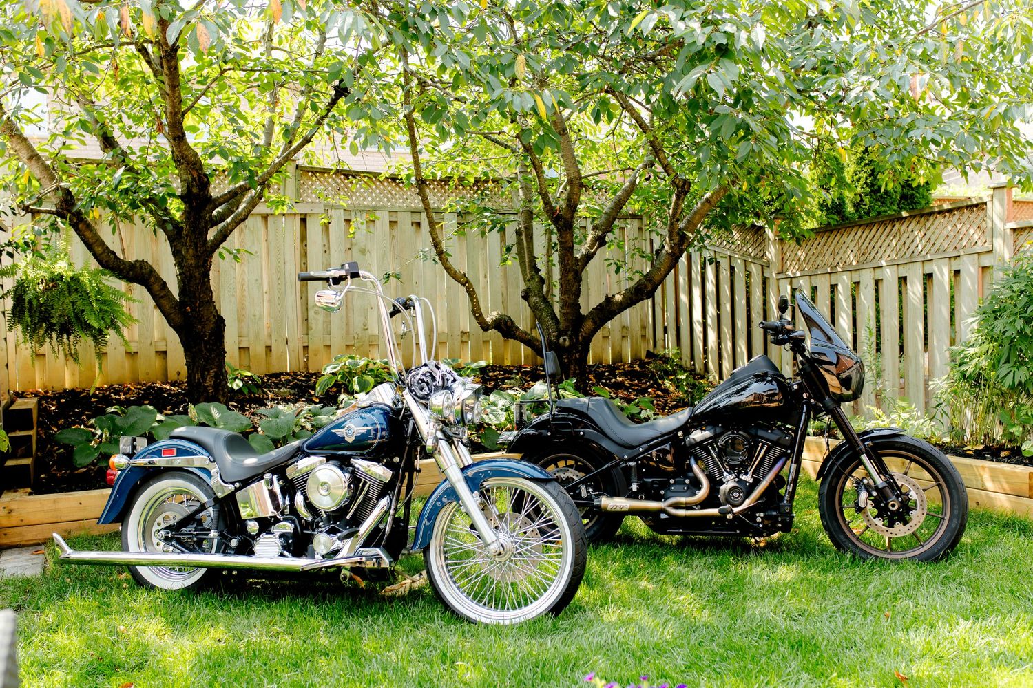 Two classic motorcycles parked on grass in a backyard with trees and a wooden fence.