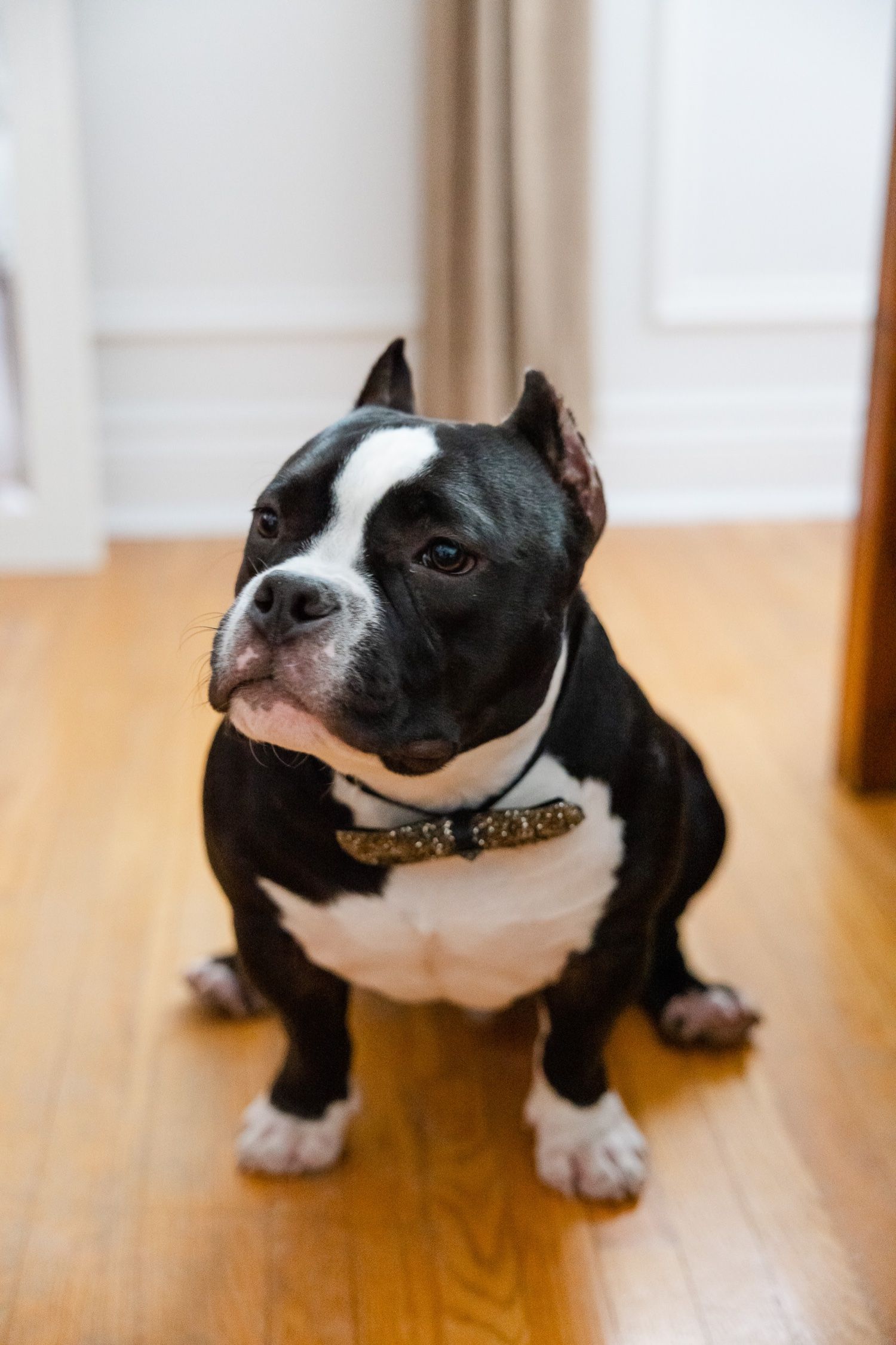 Black and white Boston Terrier sitting on hardwood floor wearing decorative collar.