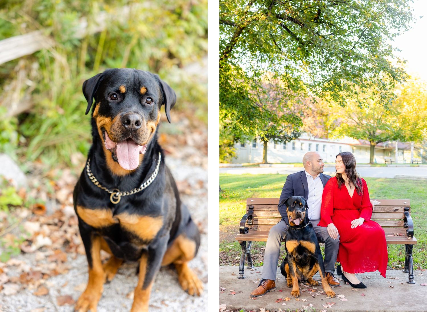 Portrait of Rottweiler dog next to couple sitting on park bench in autumn setting.