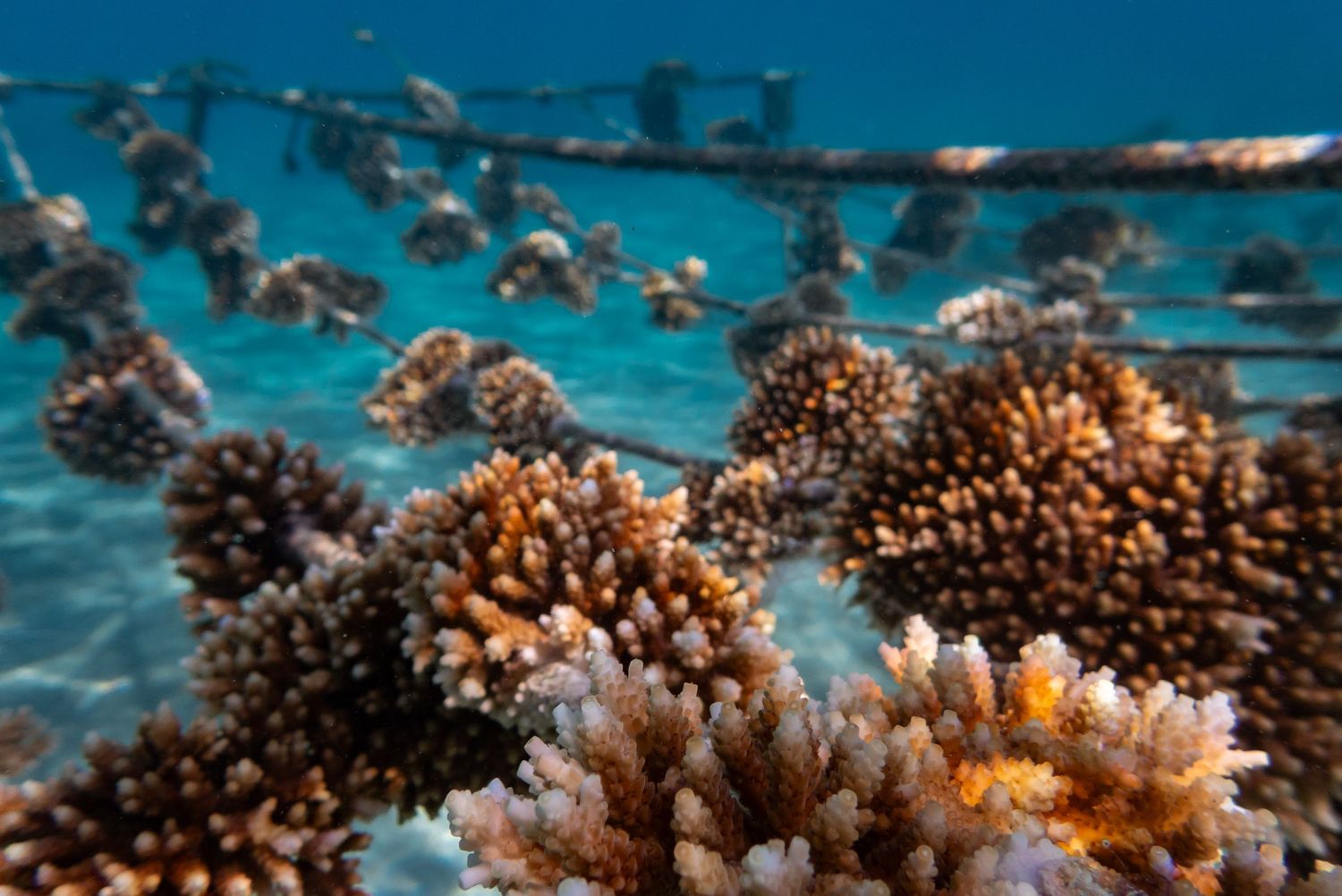 Vibrant coral reef restoration nursery with branching corals growing on underwater metal frames in clear blue tropical water.