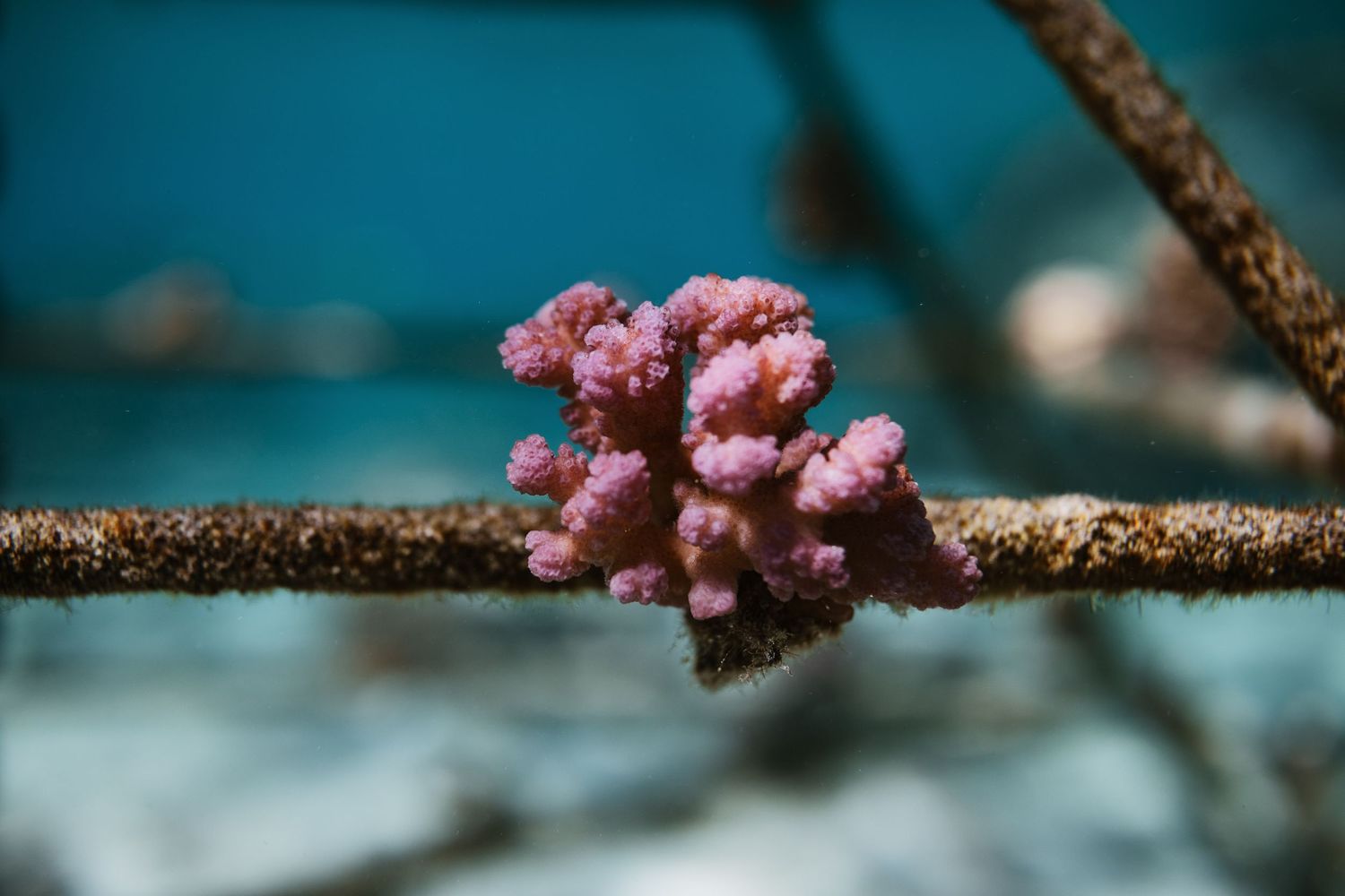 Pocillapora