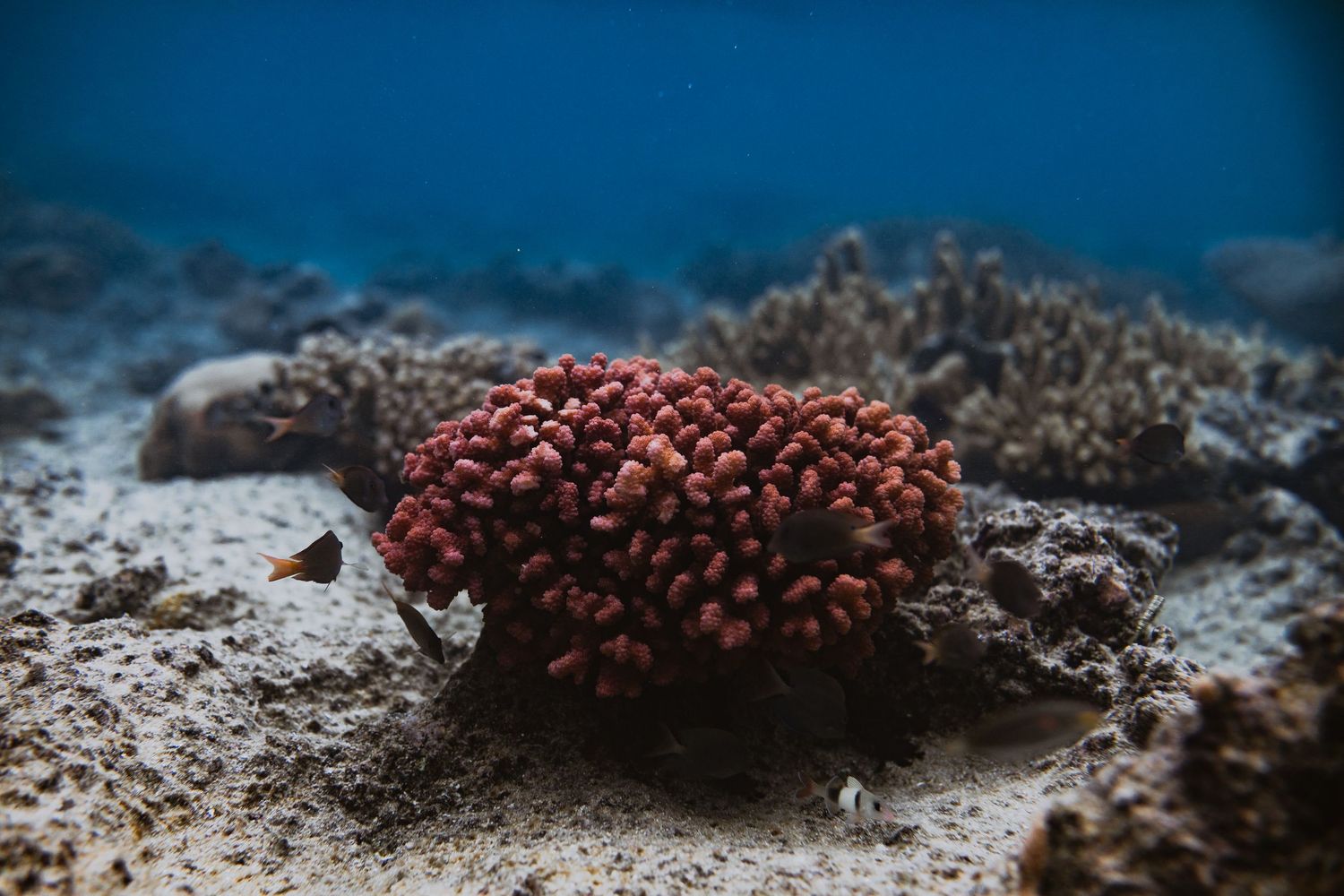 Pocillapora corals