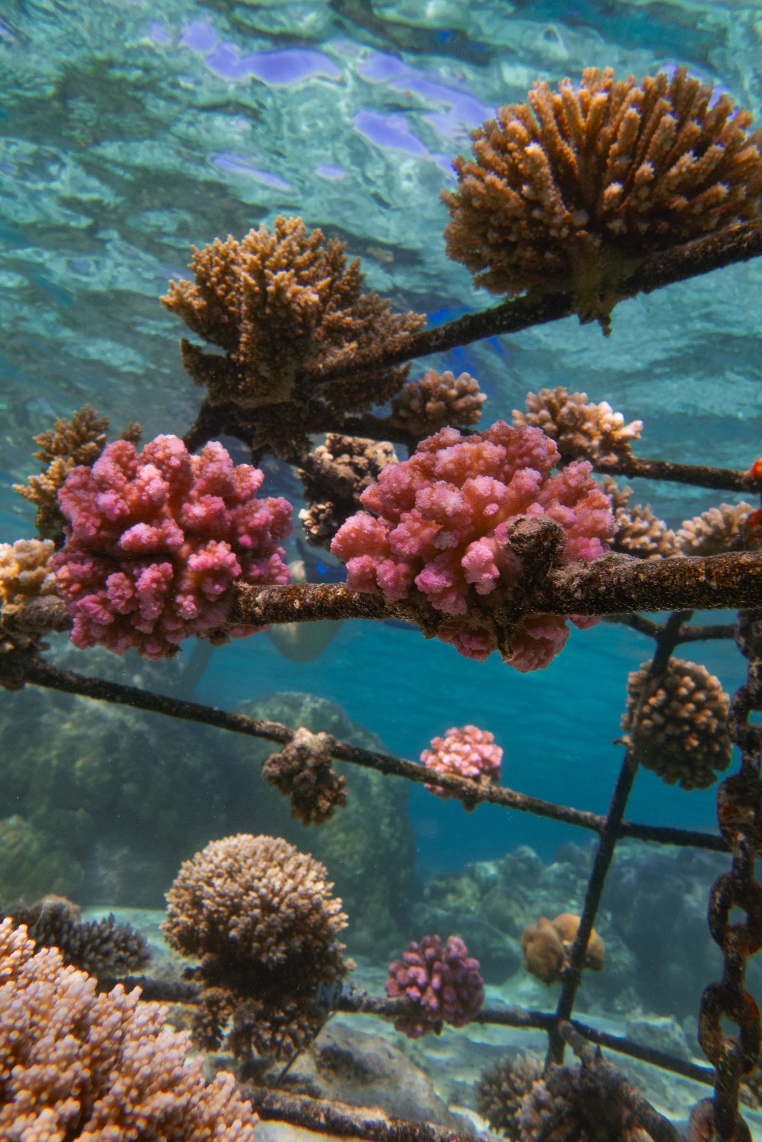Vibrant pink and brown coral fragments growing on an underwater metal frame structure in clear tropical ocean water.