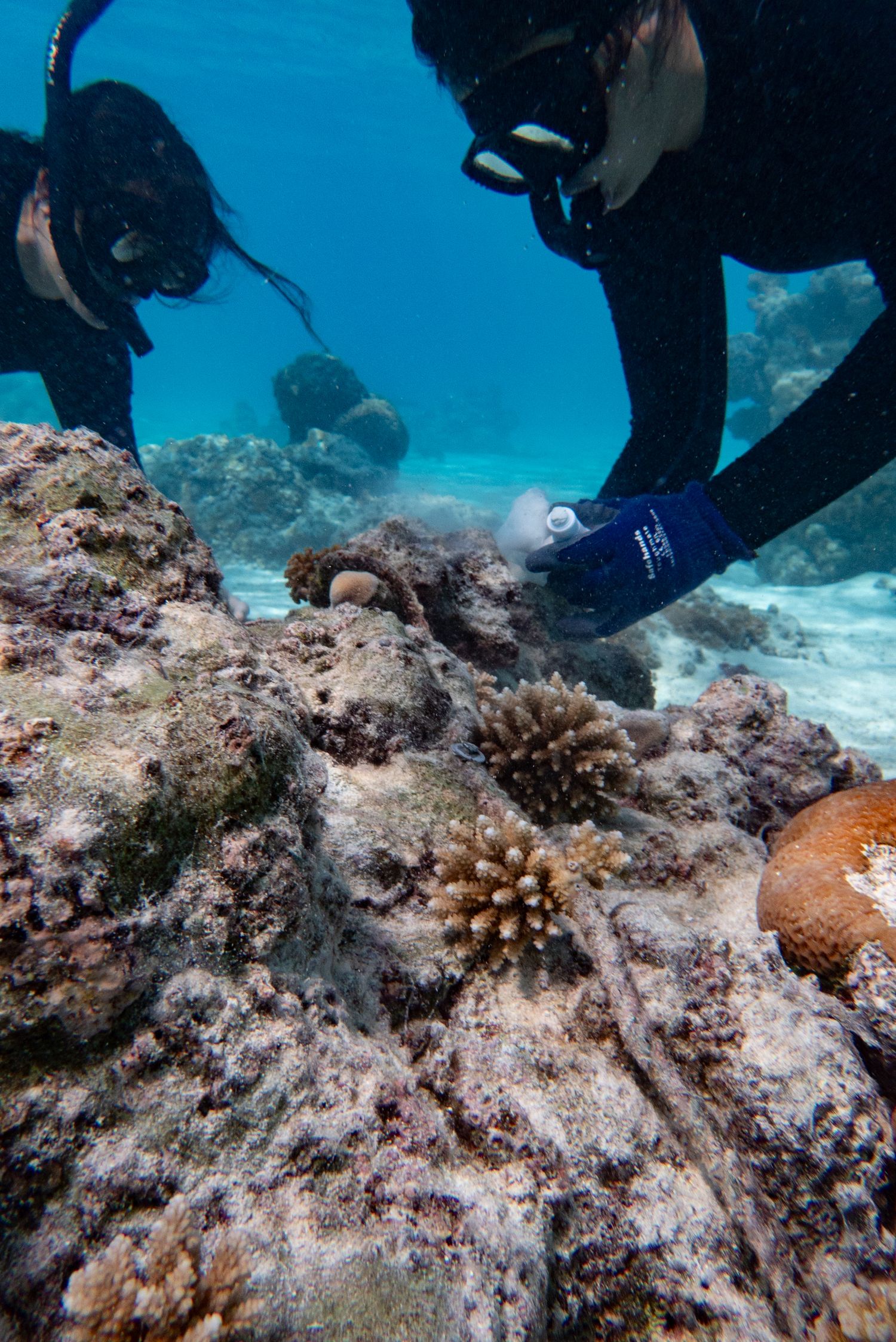Scuba divers transplanting small coral fragments onto bleached reef substrate during coral restoration project.