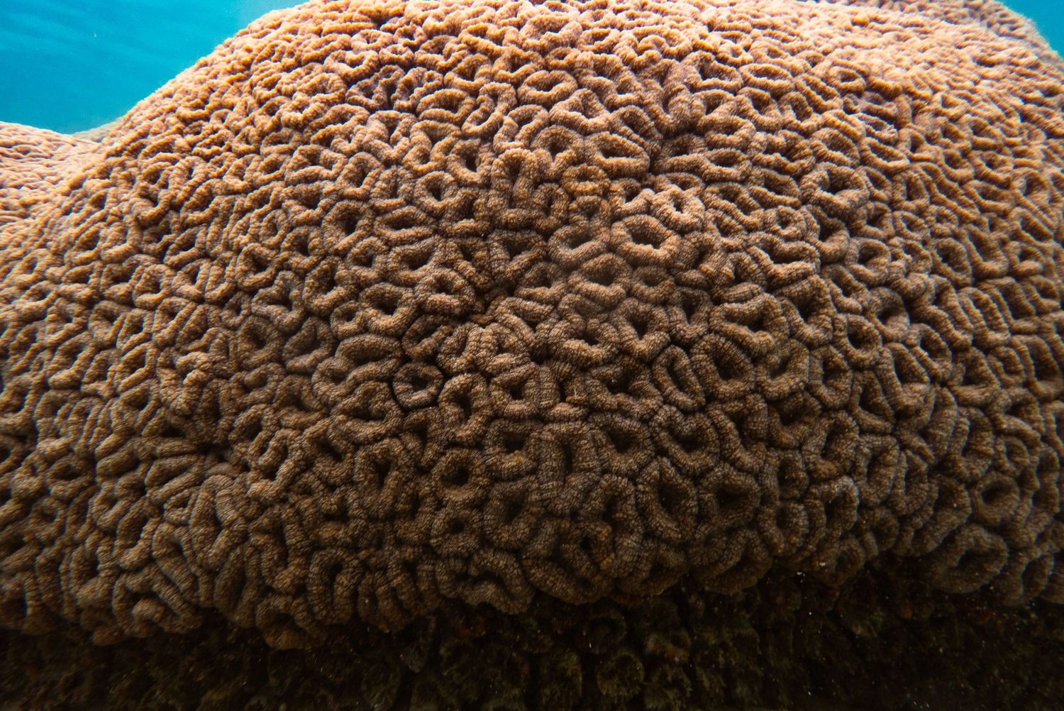 Close-up macro shot of textured brain coral surface showing intricate maze-like patterns in warm brown tones.