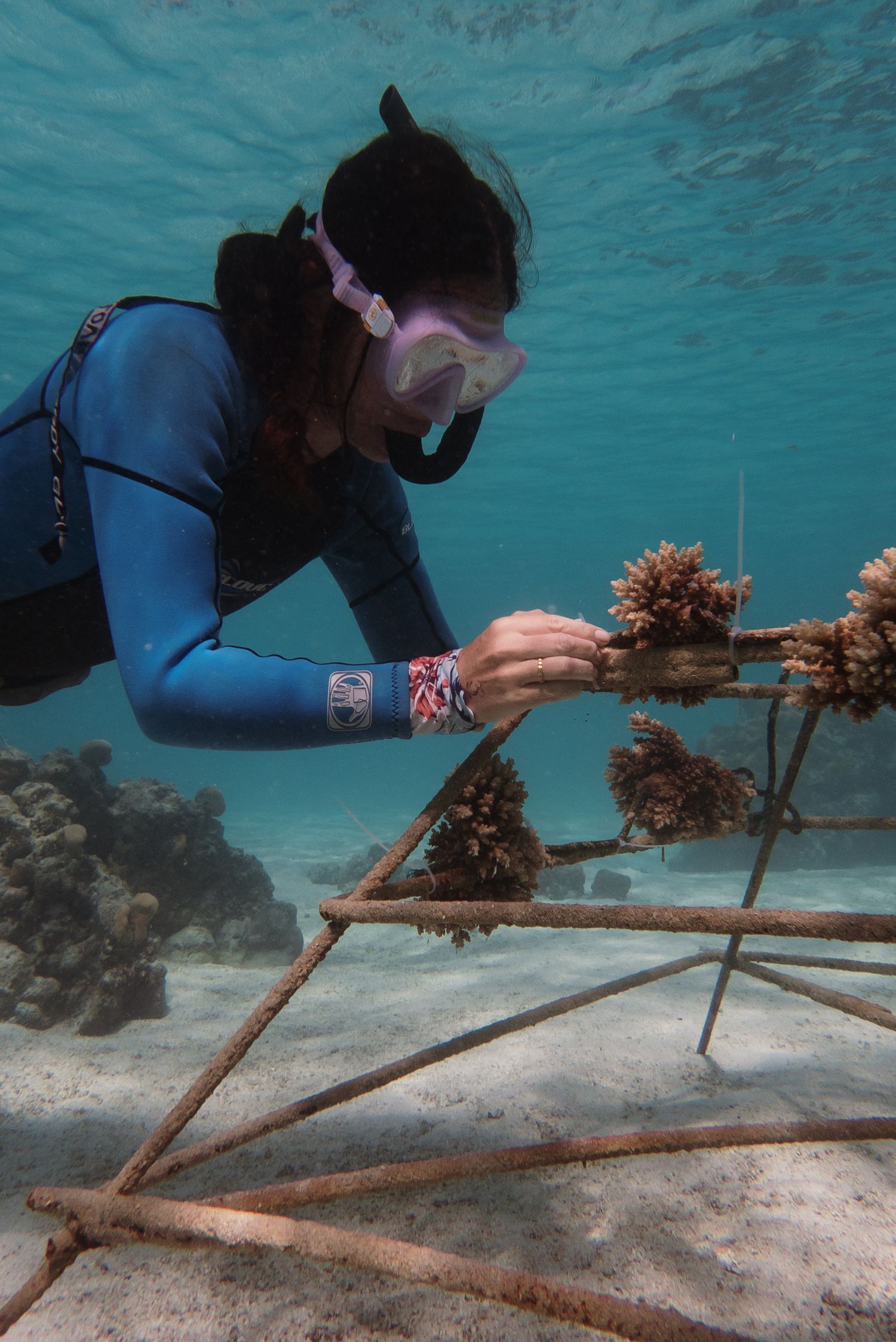 Female diver in blue wetsuit tending to coral fragments on underwater metal nursery frame for reef restoration.