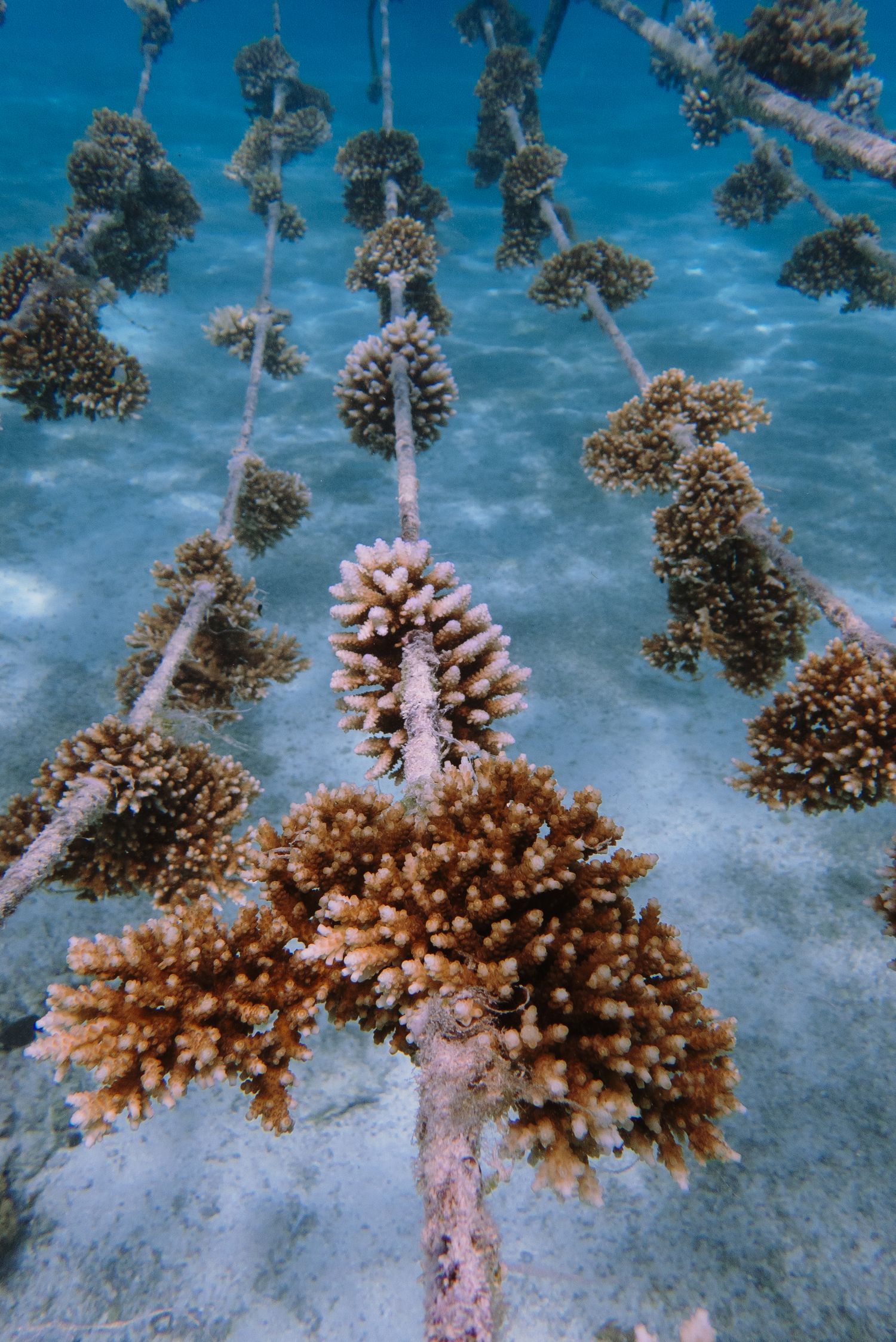 Underwater coral nursery showing branching Acropora coral fragments growing on suspended rope lines in clear water.