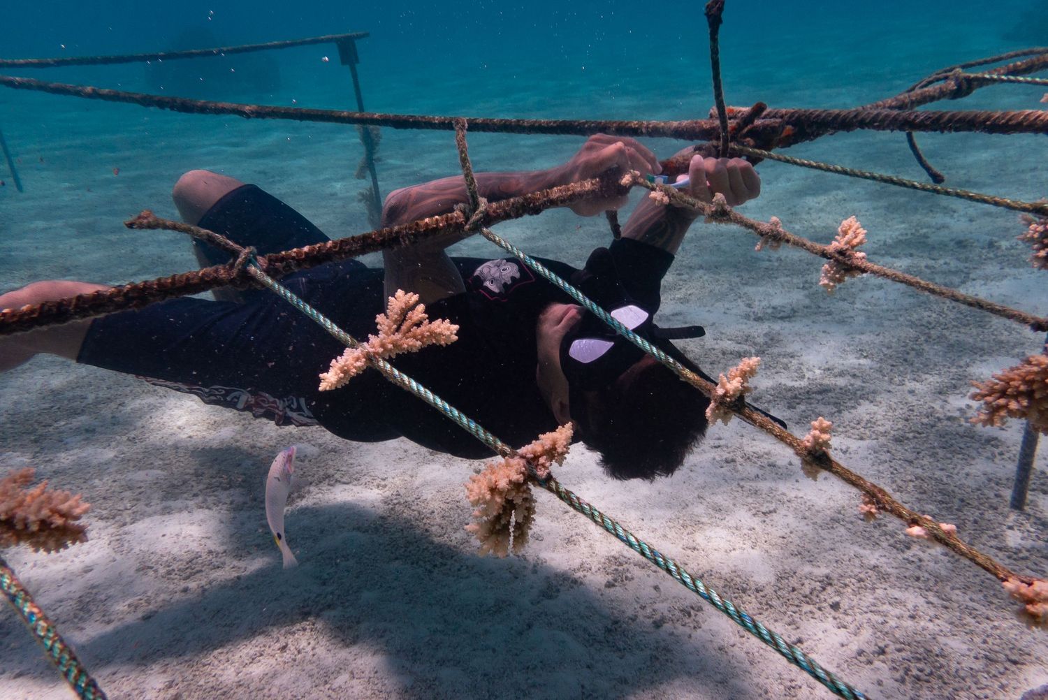 Kehu Butler cleaning frames