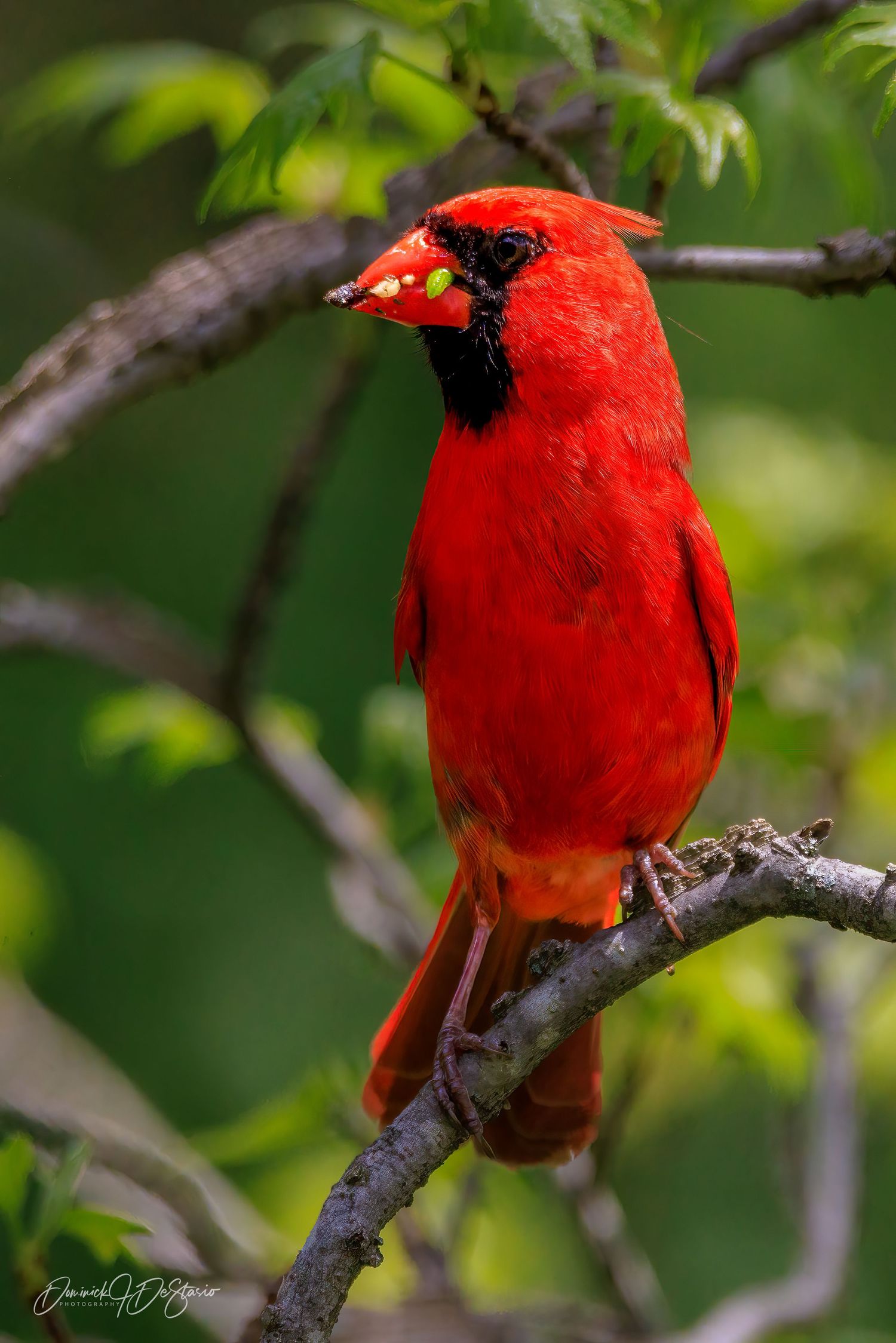 A vivid red male Northern Cardinal perches on a branch holding a green insect in its beak.