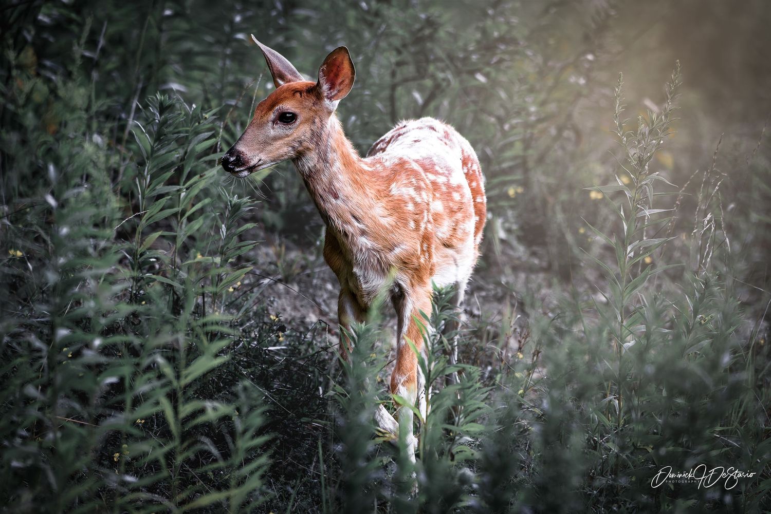 An adorable spotted white-tailed fawn walks through lush green vegetation in soft, dreamy natural light.