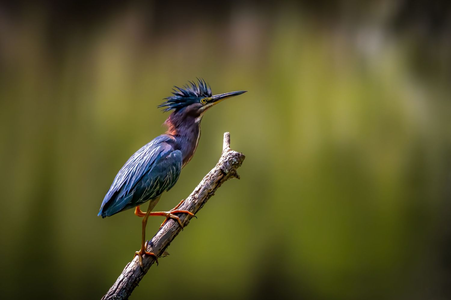 Green heron with dramatic raised crest perched on a bare branch against a soft green background.