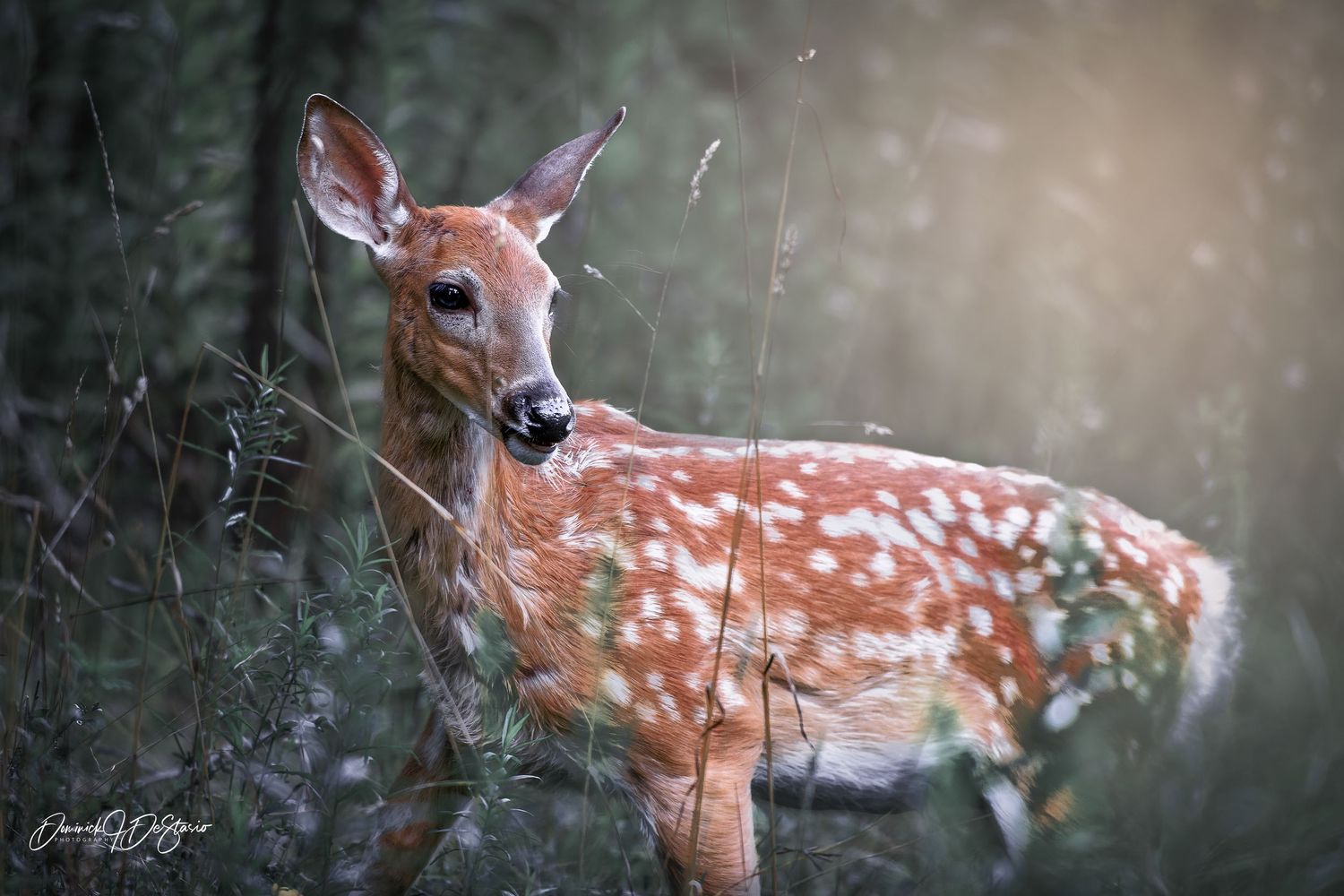 A spotted white-tailed fawn stands gracefully among tall grass and wildflowers in warm golden light.