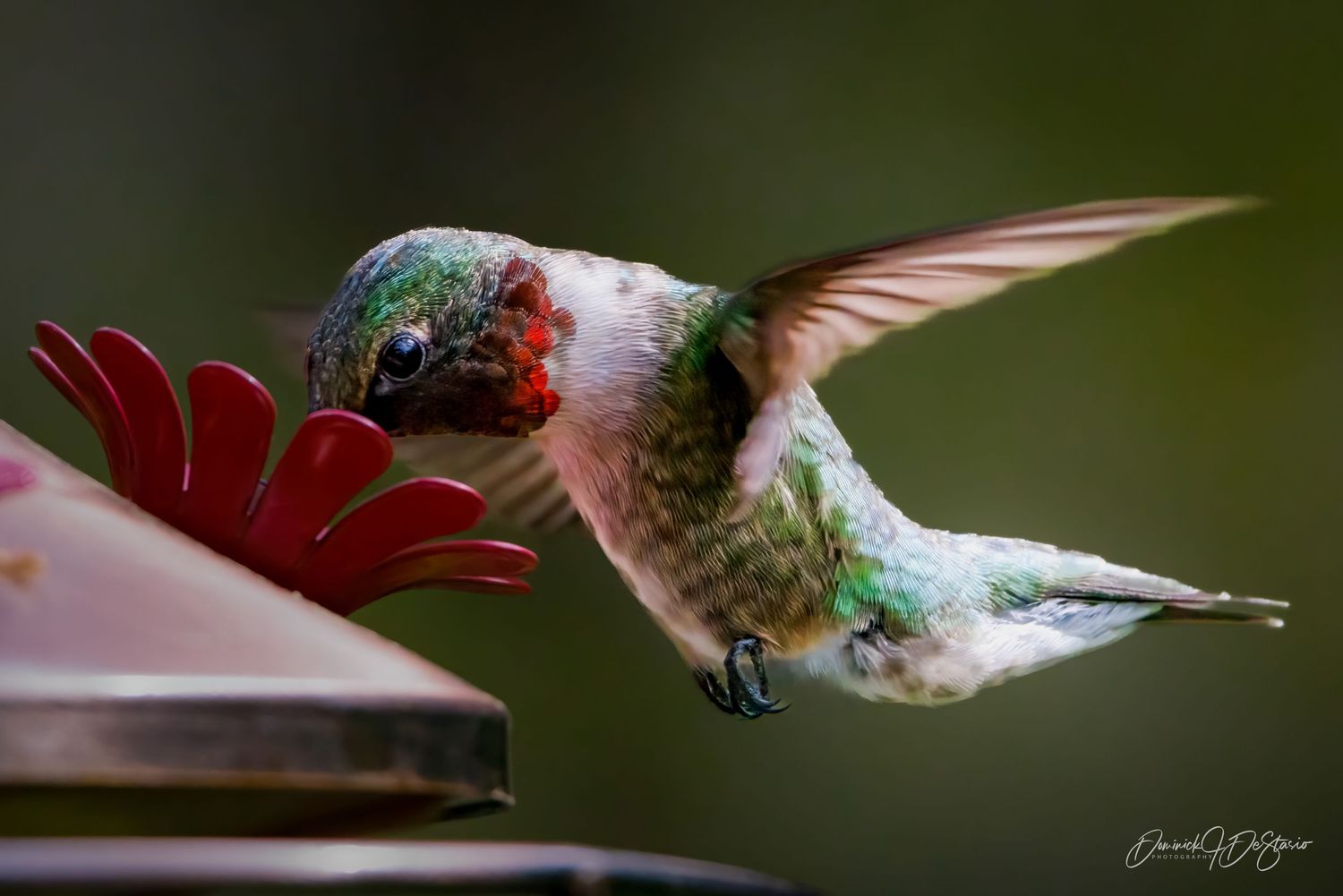 A ruby-throated hummingbird hovers at a red feeder with wings spread in dynamic motion.