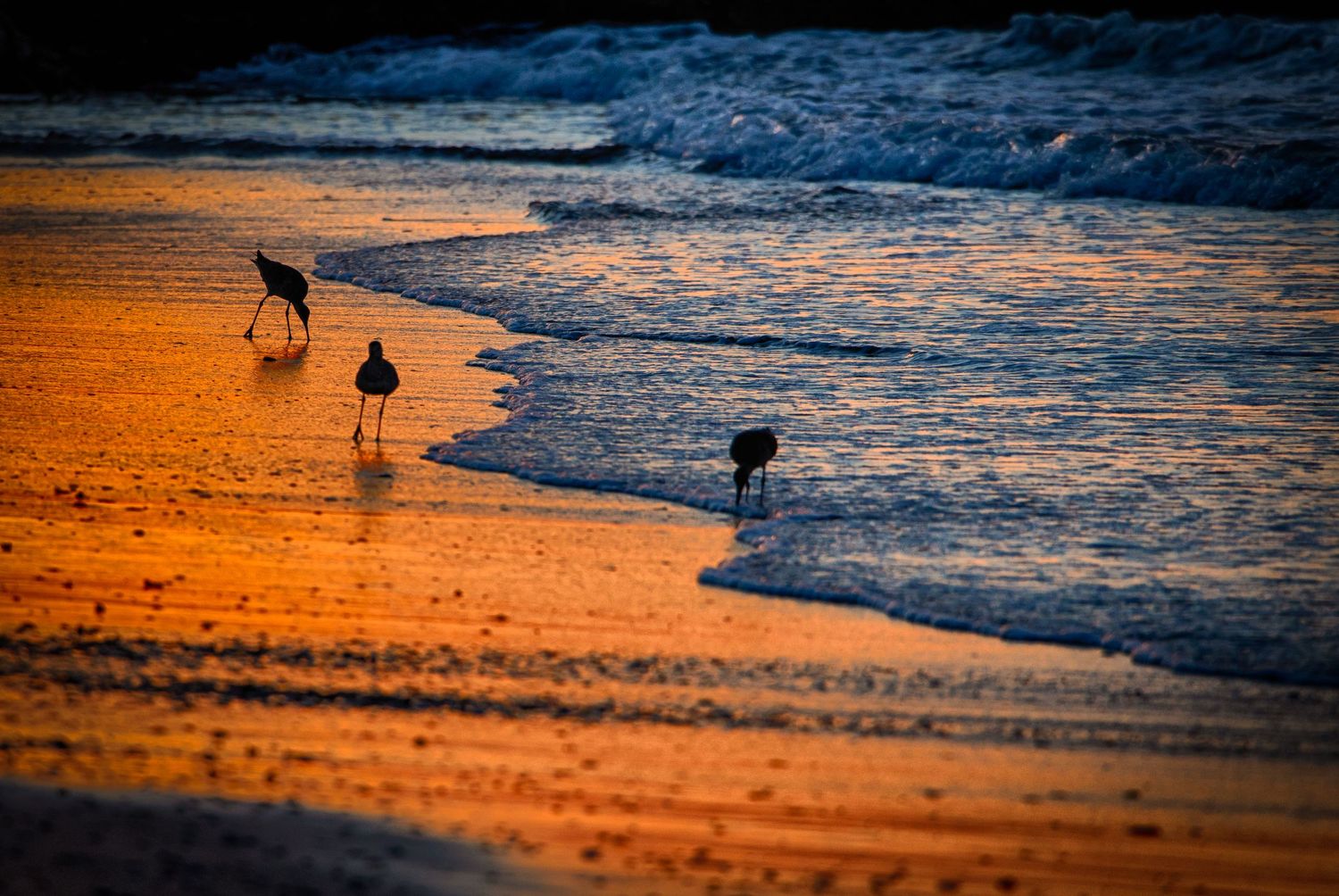 Shorebirds foraging along a glowing orange sunset beach with gentle waves washing ashore.