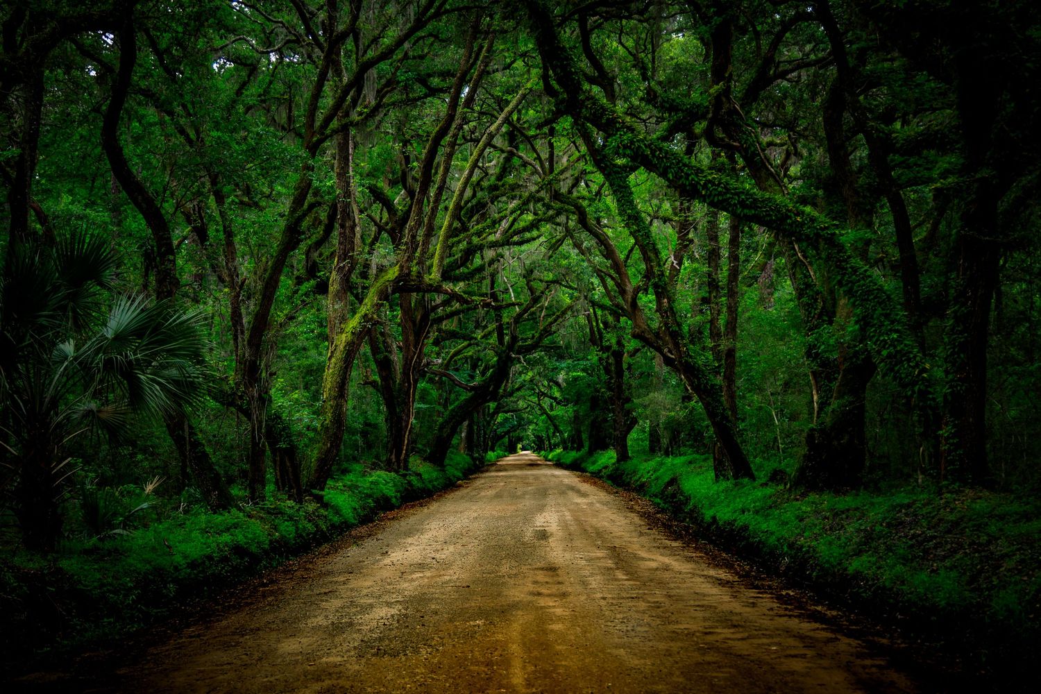 A tunnel of ancient trees arching over a dirt road in a lush green forest.