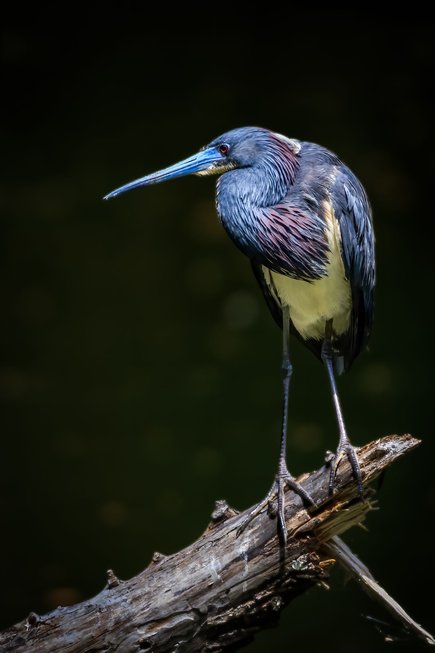 A tricolored heron perched on a weathered branch against a dark green background.