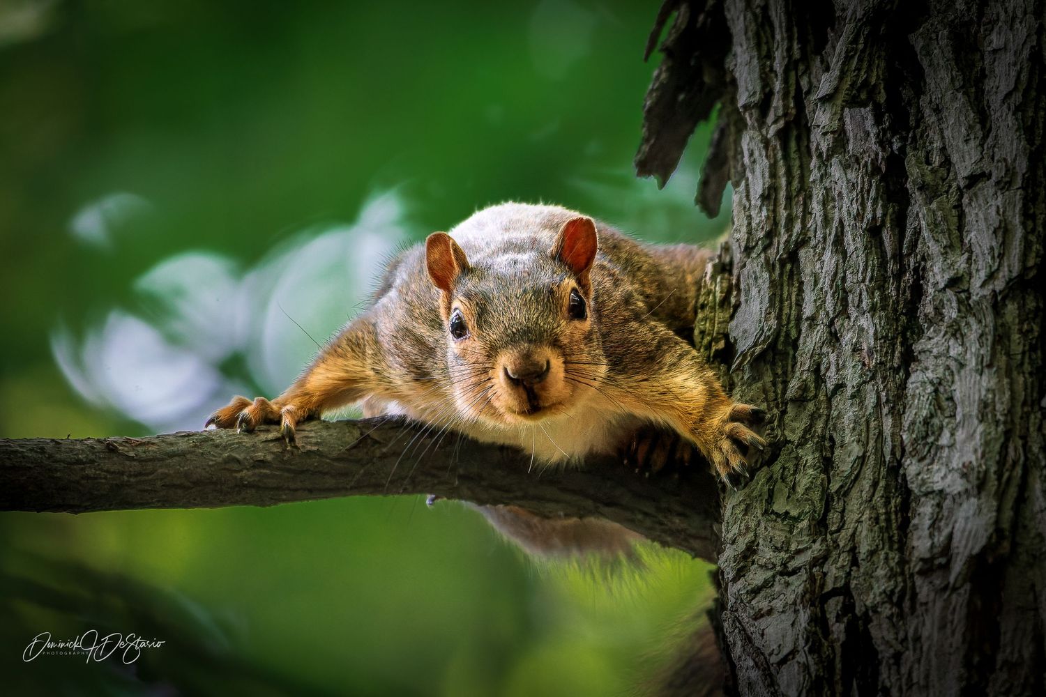 A curious fox squirrel sprawls lazily on a tree branch, staring at the camera in a lush green forest.