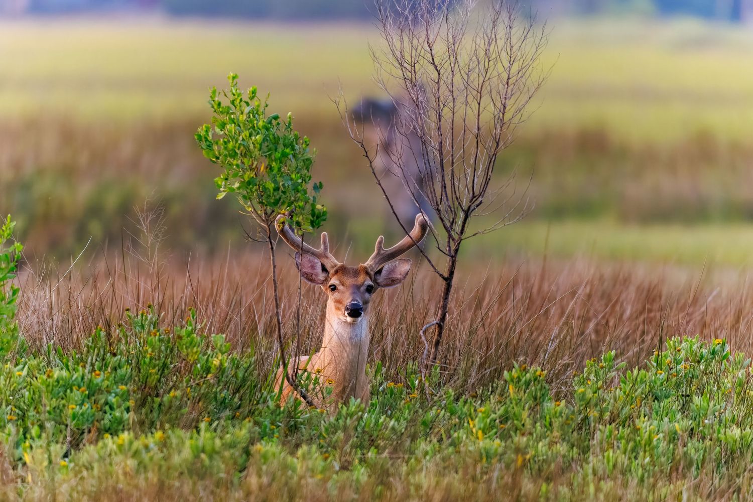 A white-tailed buck with antlers standing among green shrubs in a golden meadow.