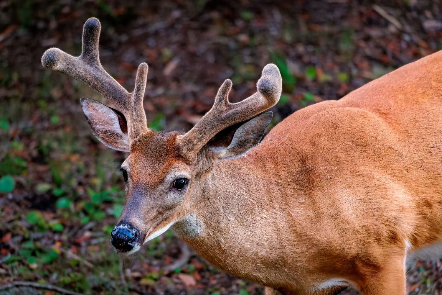 Close-up of a white-tailed buck deer with velvet antlers walking through a forest undergrowth.
