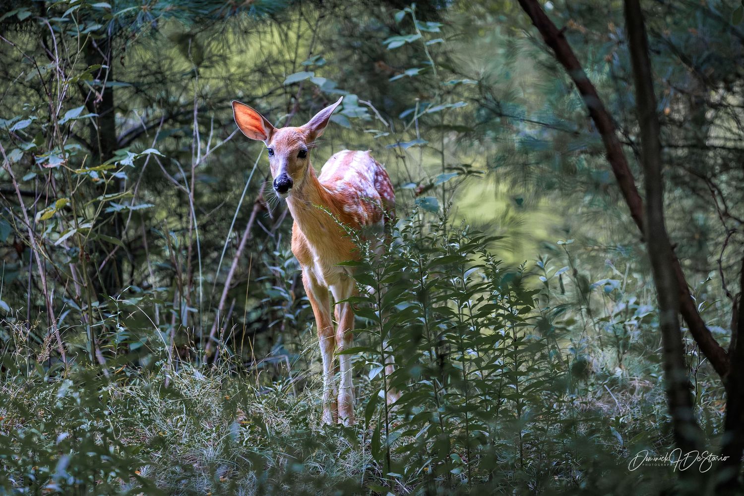 A spotted white-tailed fawn explores sunlit forest undergrowth surrounded by vibrant green foliage.