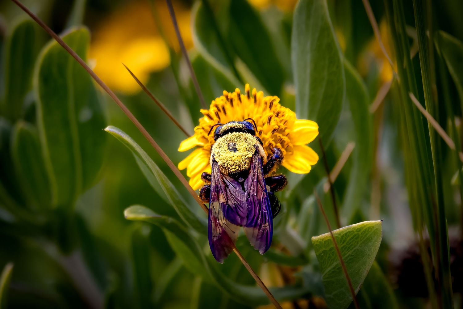 A bumblebee covered in pollen feeding on a bright yellow flower surrounded by green leaves.