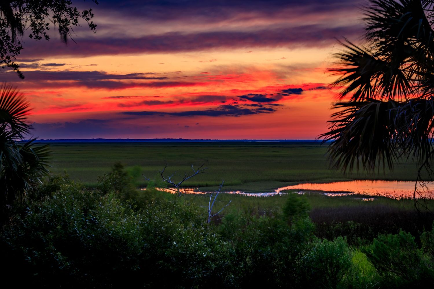 Vivid red and purple sunset sky over a coastal marsh with palm fronds in the foreground.