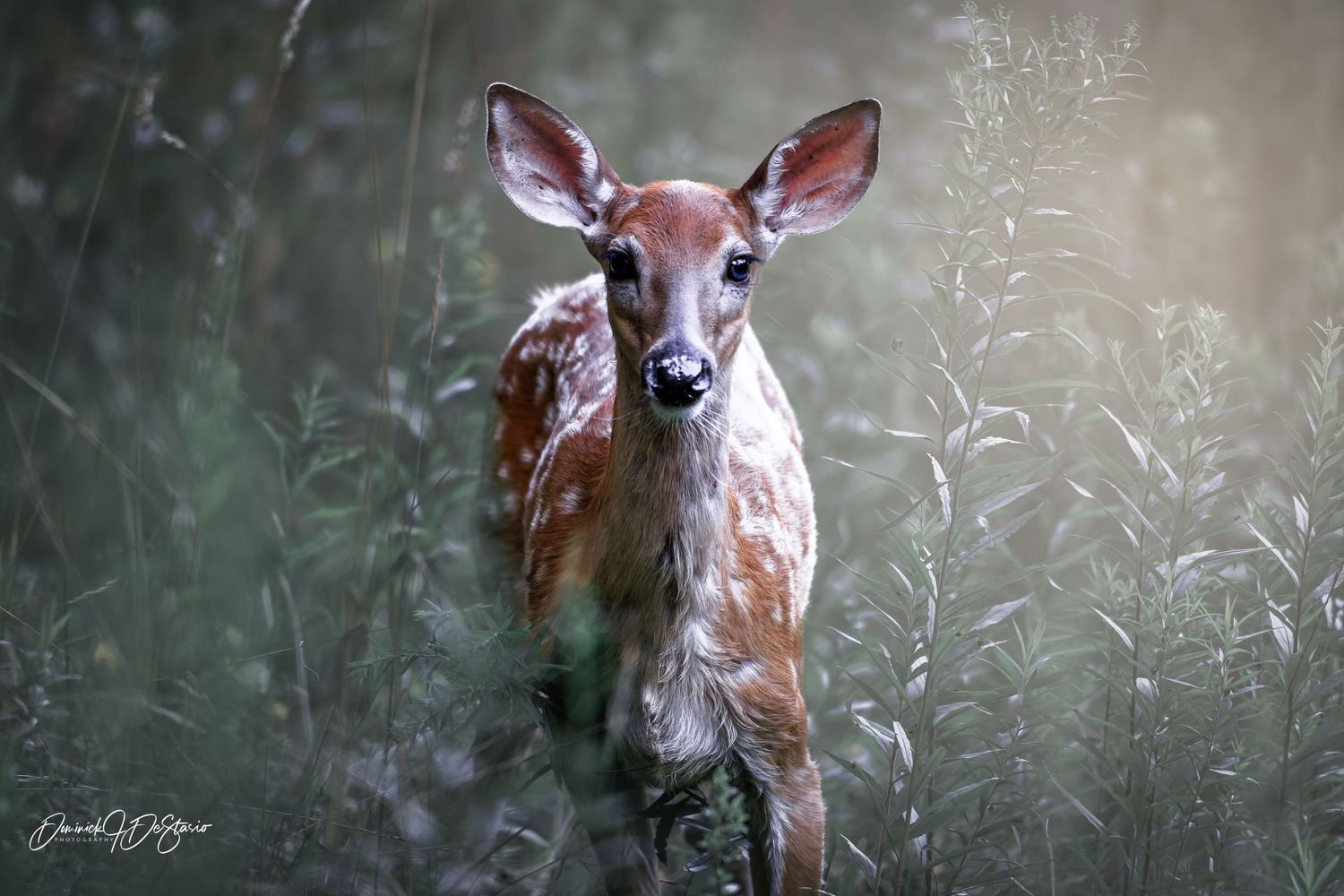 A young white-tailed fawn with spots stands alert among tall green meadow grasses in soft light.