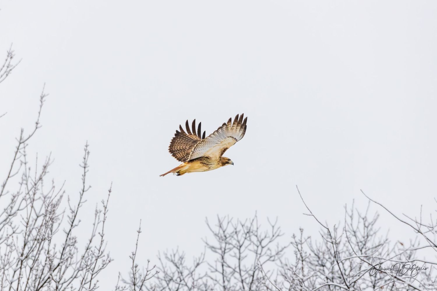 A red-tailed hawk soars with wings fully spread over bare winter treetops against a grey sky.