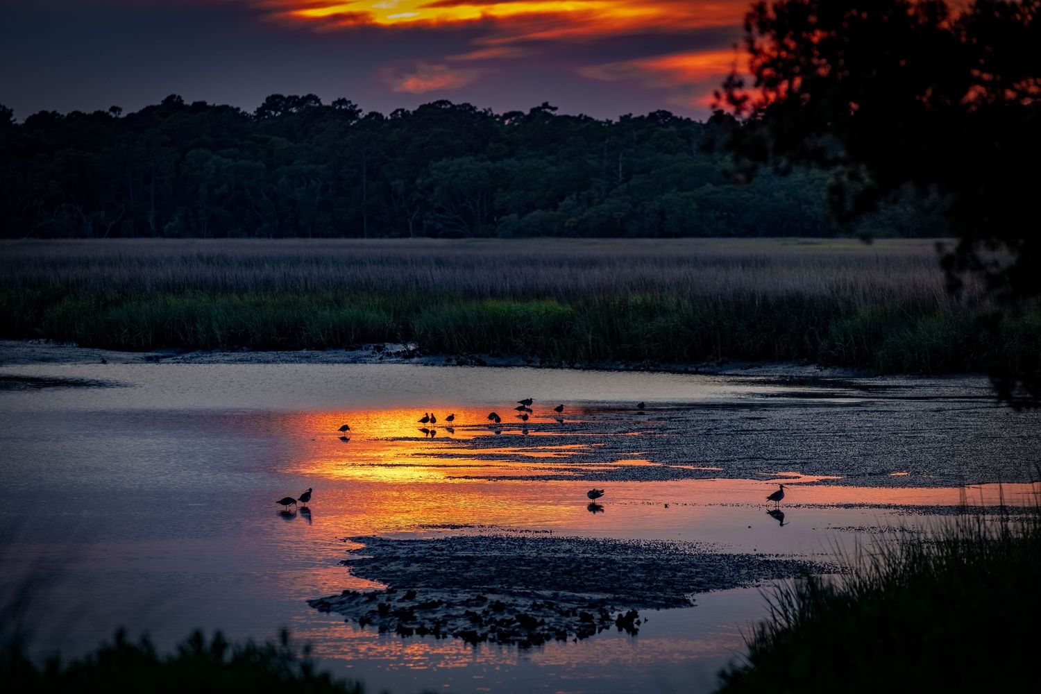 Shorebirds wading in golden sunset reflections across a marshy estuary.