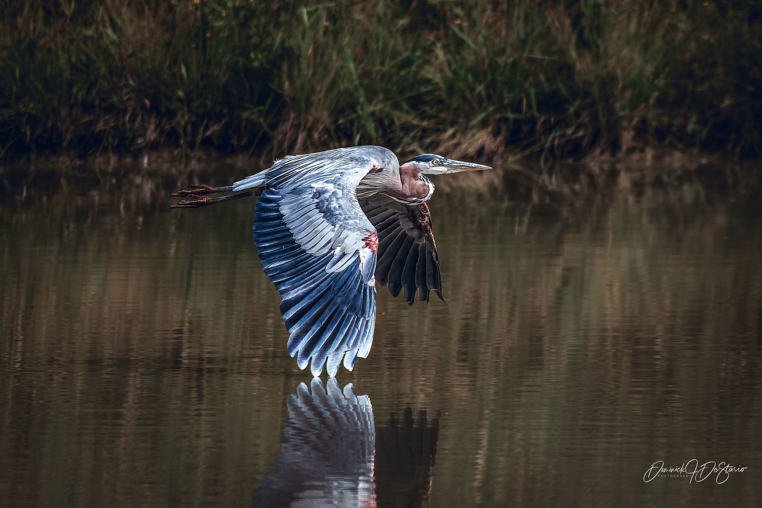 A great blue heron glides gracefully over a reflective pond with lush green reeds in the background.