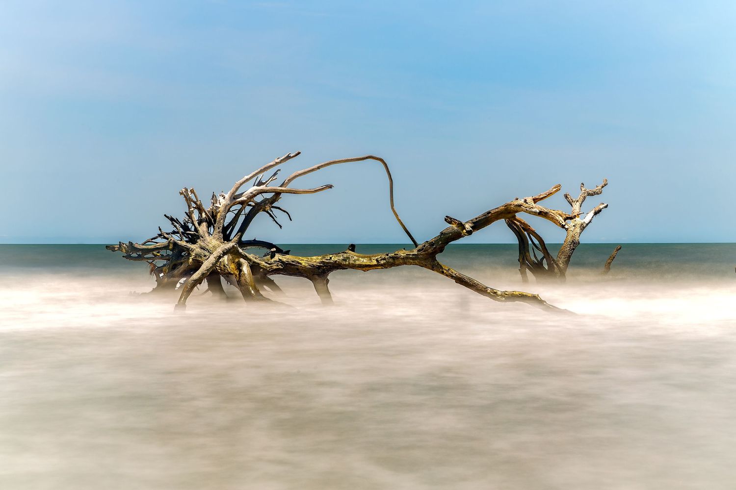 Long exposure photo of driftwood tree trunk washed ashore on a misty ocean beach.