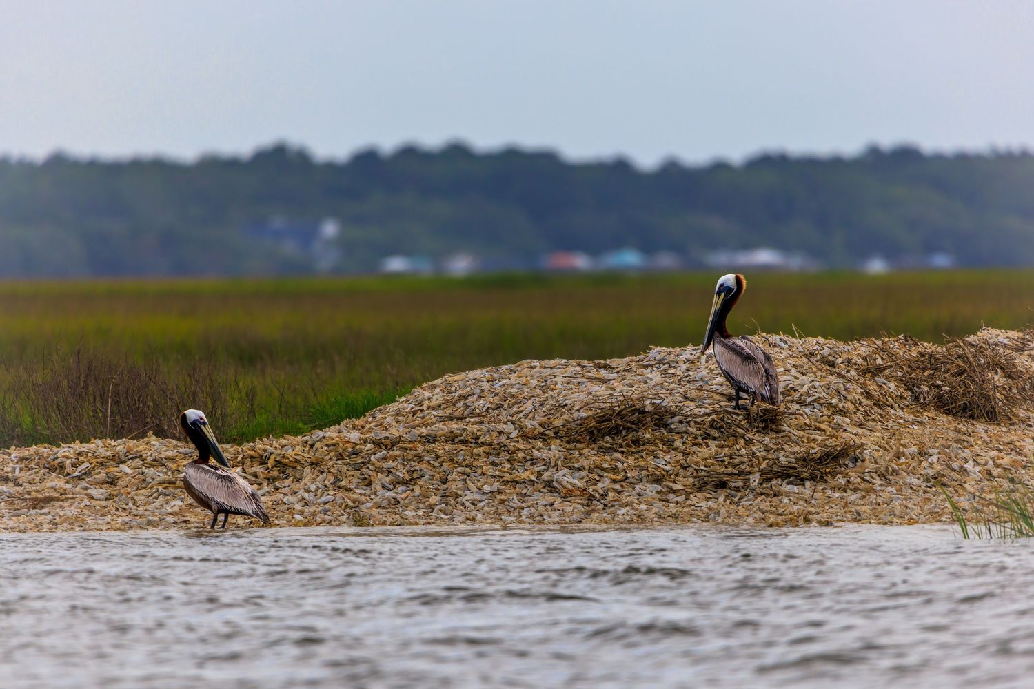 Two brown pelicans perched on an oyster bed mound surrounded by marsh grass and calm water.