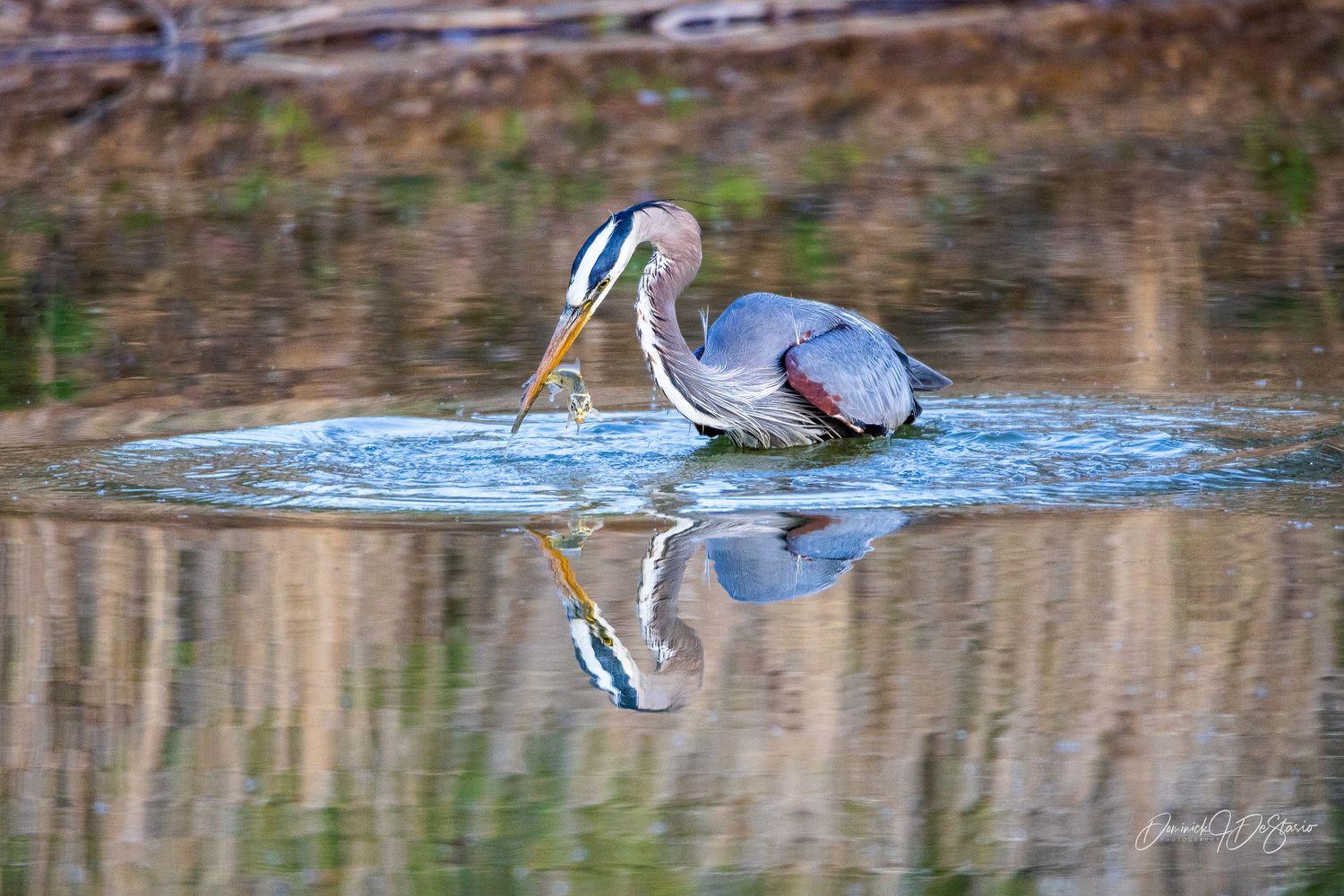 Great blue heron catching a fish with its reflection in calm water.