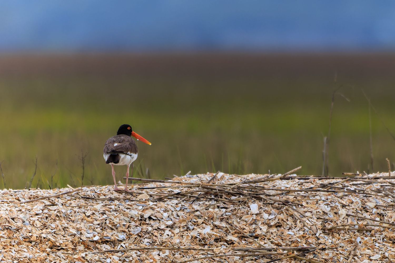 An American oystercatcher bird standing on a shell-covered beach near coastal grasslands.