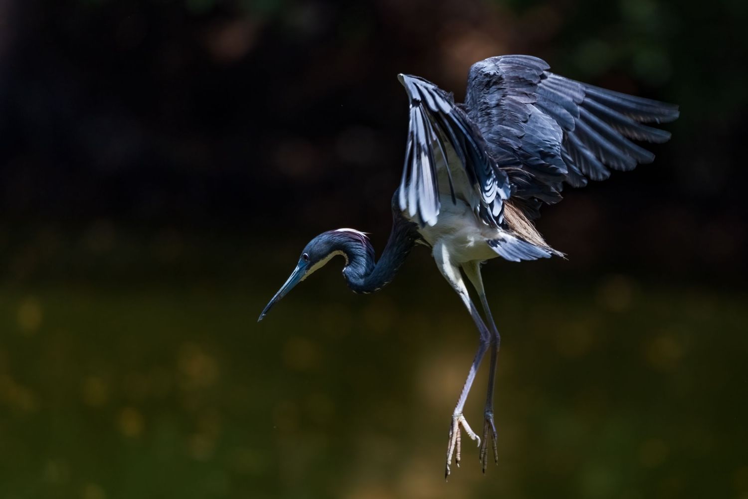 A tricolored heron captured mid-flight with wings spread wide against a dark background.