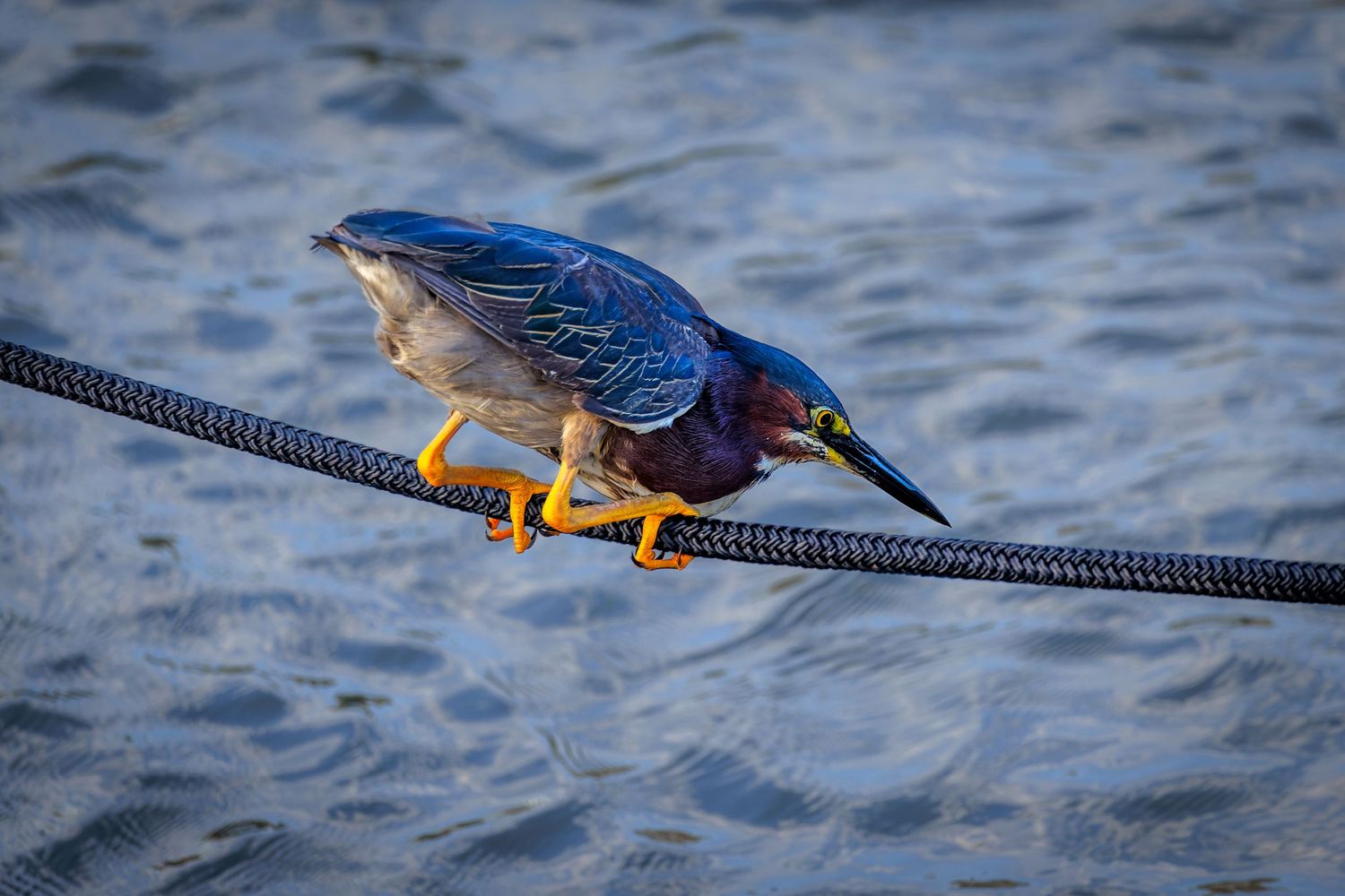 Green heron with blue-green plumage and orange feet perched on a rope over shimmering blue water.