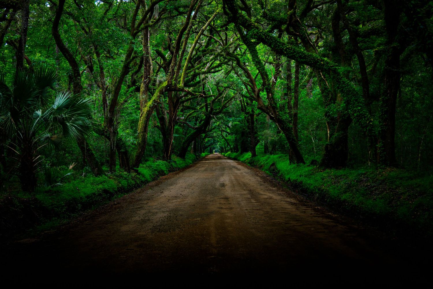 Dramatic dark tunnel of lush green trees arching over a dirt road creating a mysterious forest pathway.