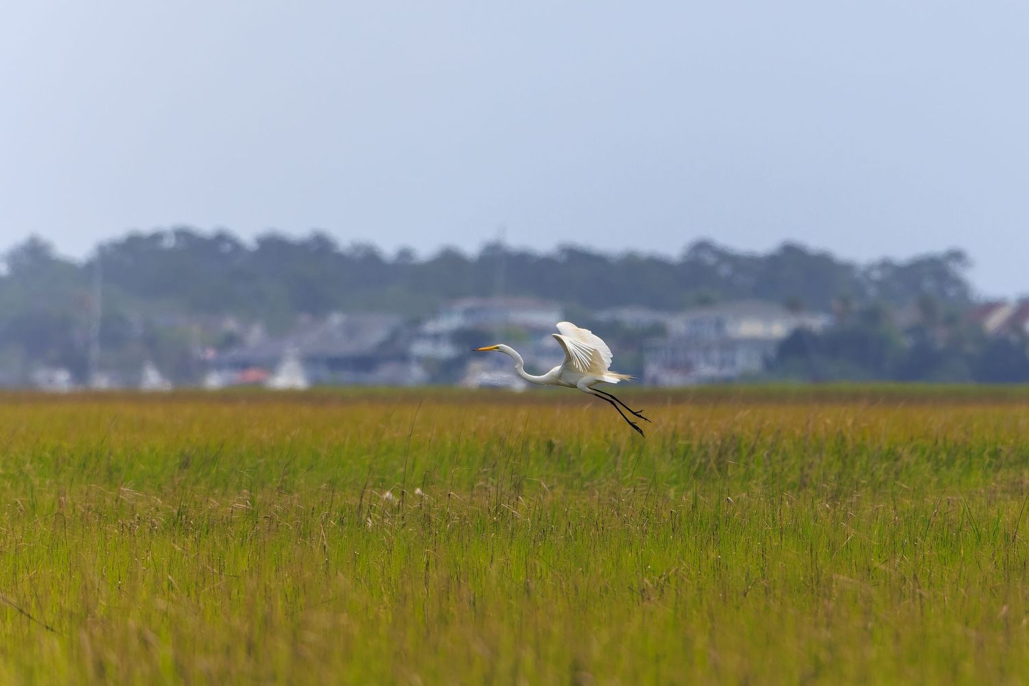 White great egret soaring low over a lush green salt marsh with a coastal town in the background.