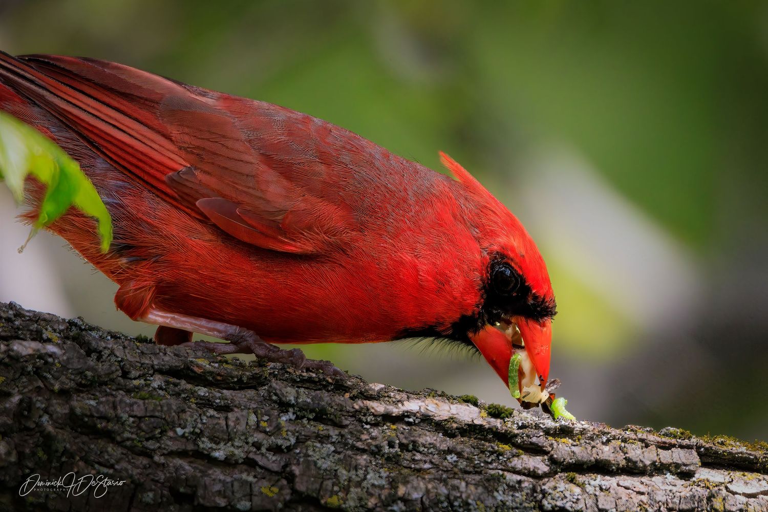 A brilliant red male Northern Cardinal pecks at food on a textured tree bark surface.