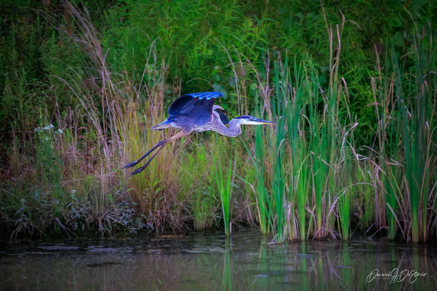 A great blue heron takes flight over a calm wetland waterway surrounded by tall green reeds.