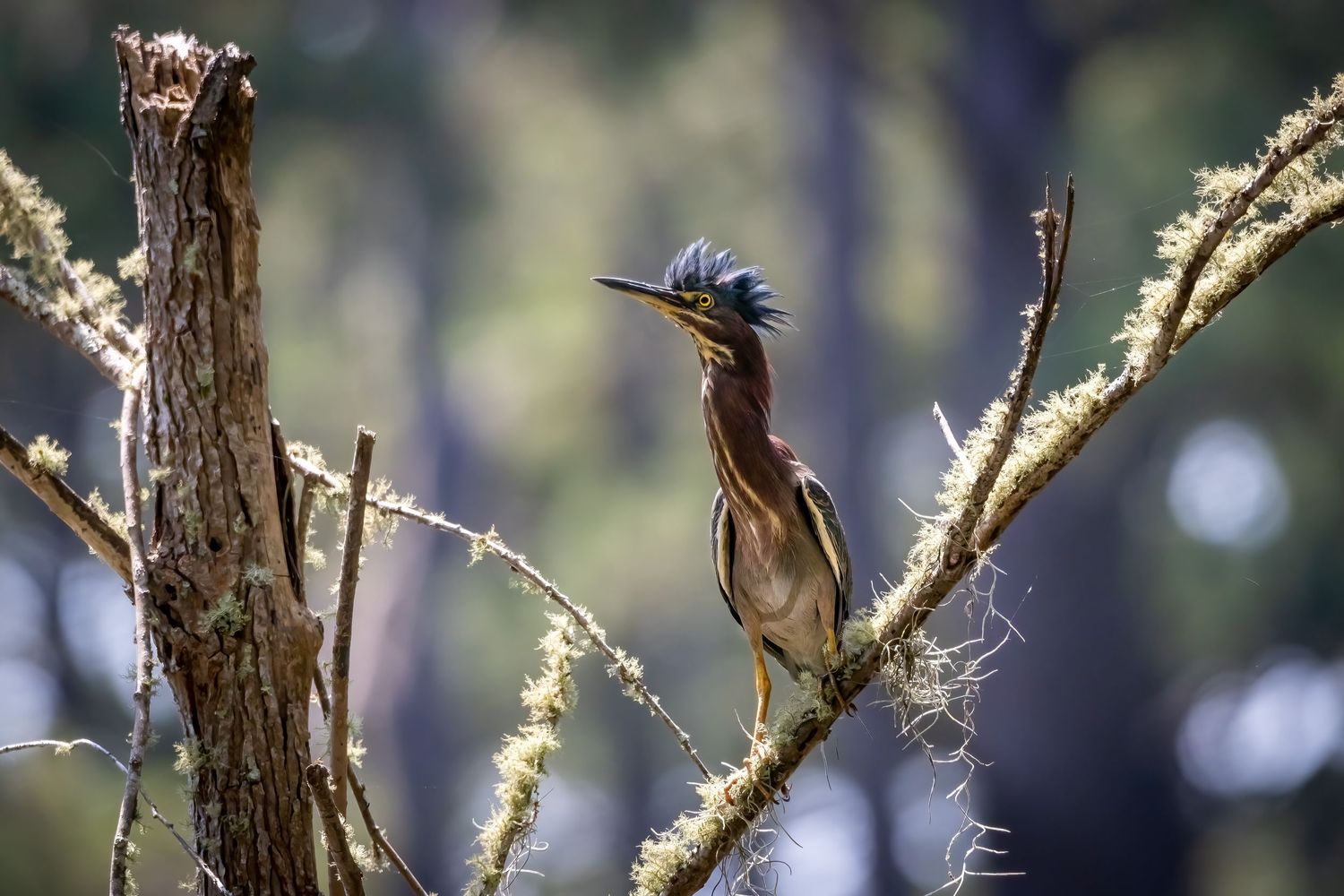 Green heron with raised crest perched on a moss-covered branch in a sunlit forest setting.