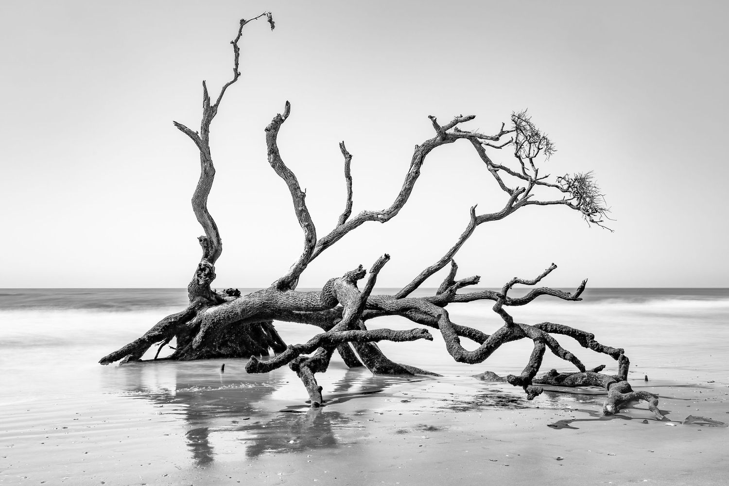 Black and white image of a fallen driftwood tree on a serene ocean beach shoreline.