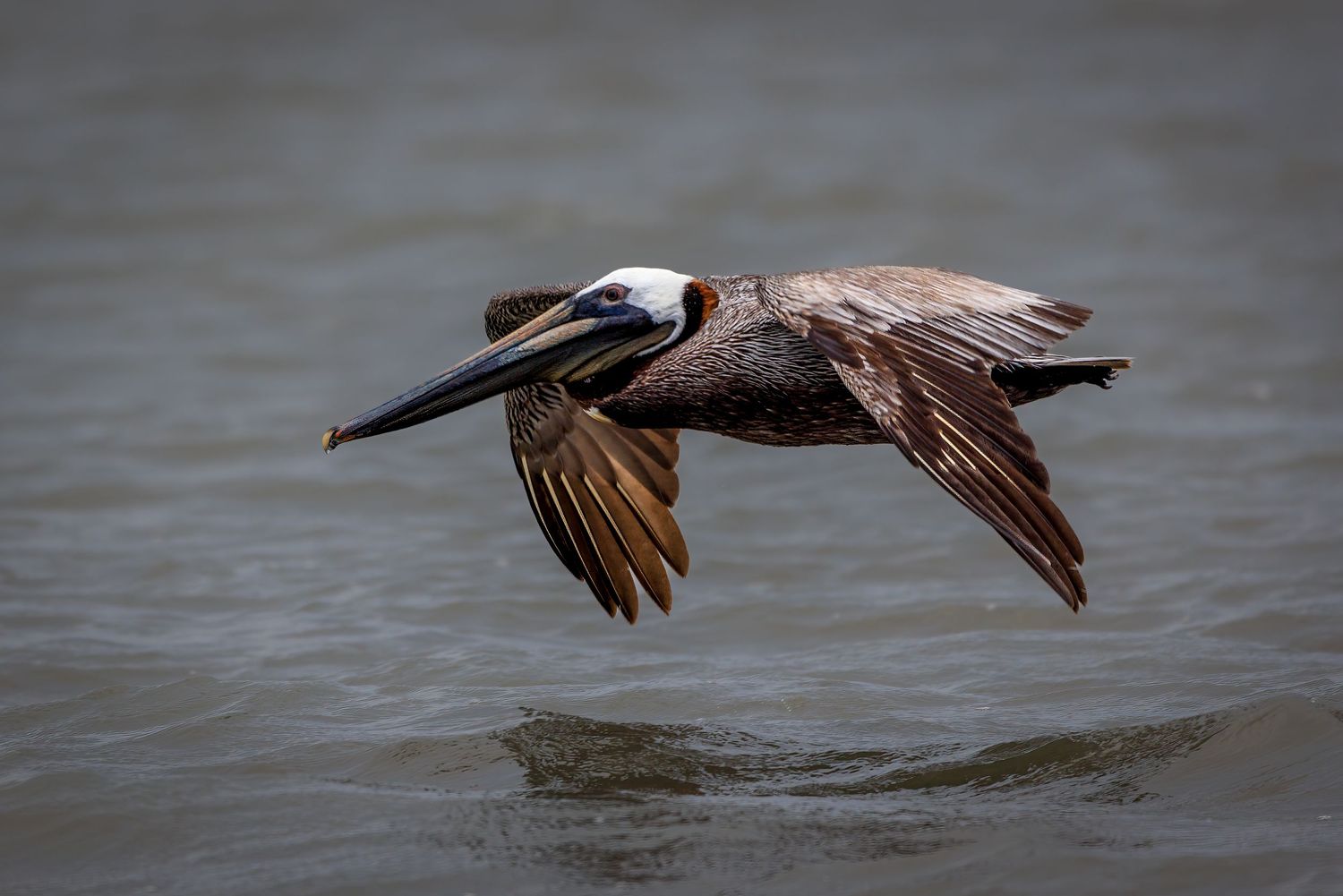 A brown pelican gliding low over calm gray ocean water with wings spread.