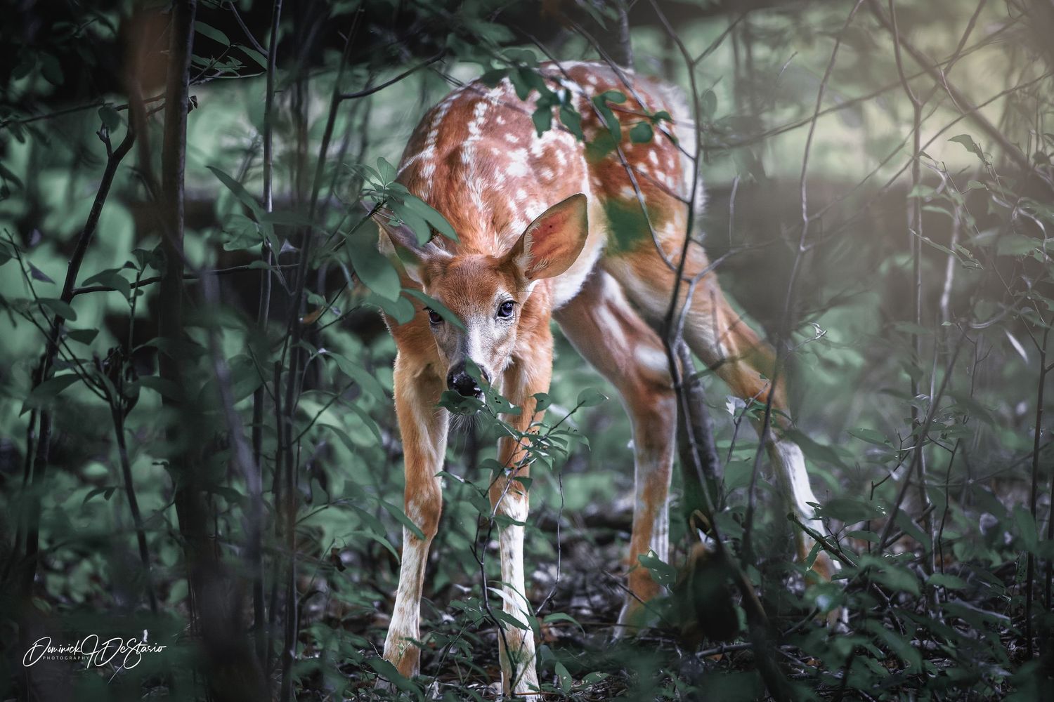 A spotted white-tailed fawn forages among lush green forest undergrowth in dappled light.