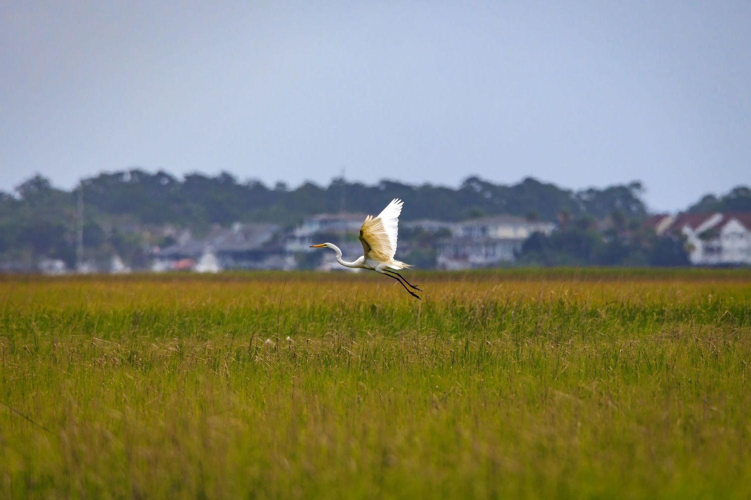 Great egret in flight over a vast green salt marsh with coastal homes visible in the background.