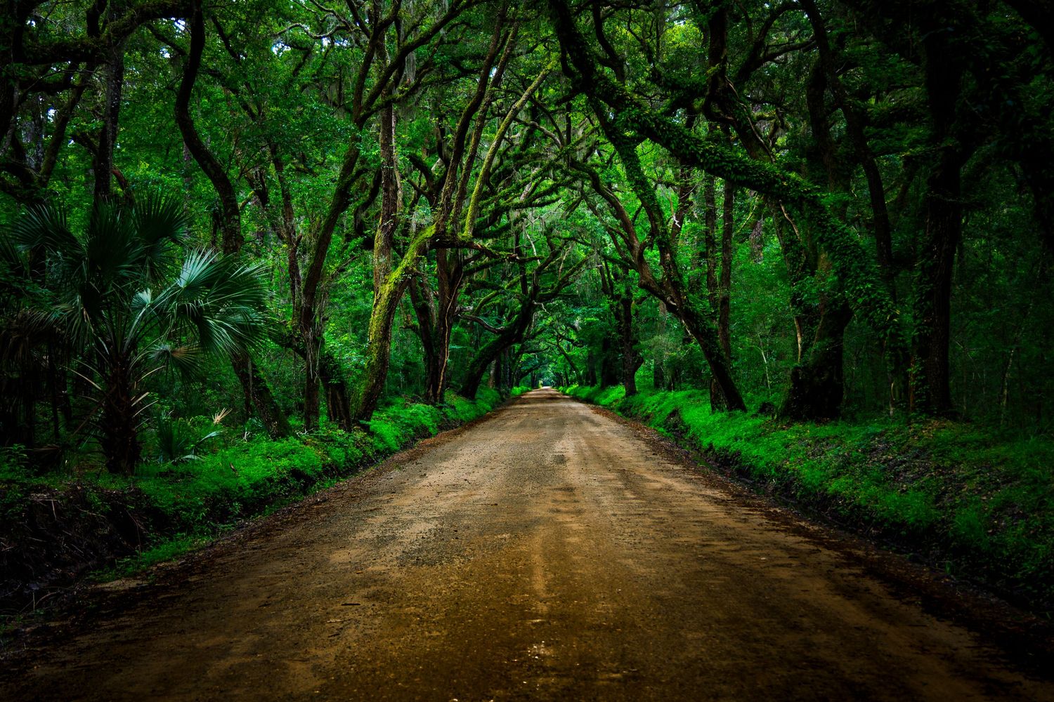 A scenic dirt road winds through a lush green tunnel of arching trees in a tropical forest.