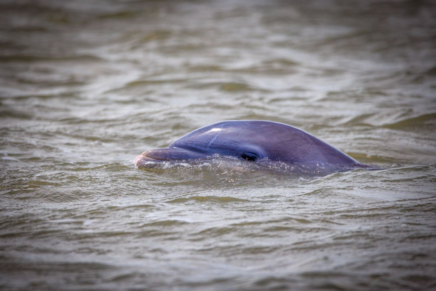 A bottlenose dolphin surfacing in murky coastal waters showing its rostrum and head.