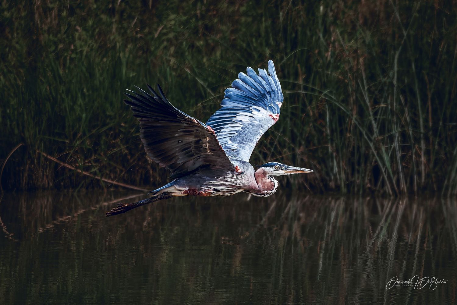 A great blue heron soars low over calm water with wings fully spread in a stunning nature photograph.