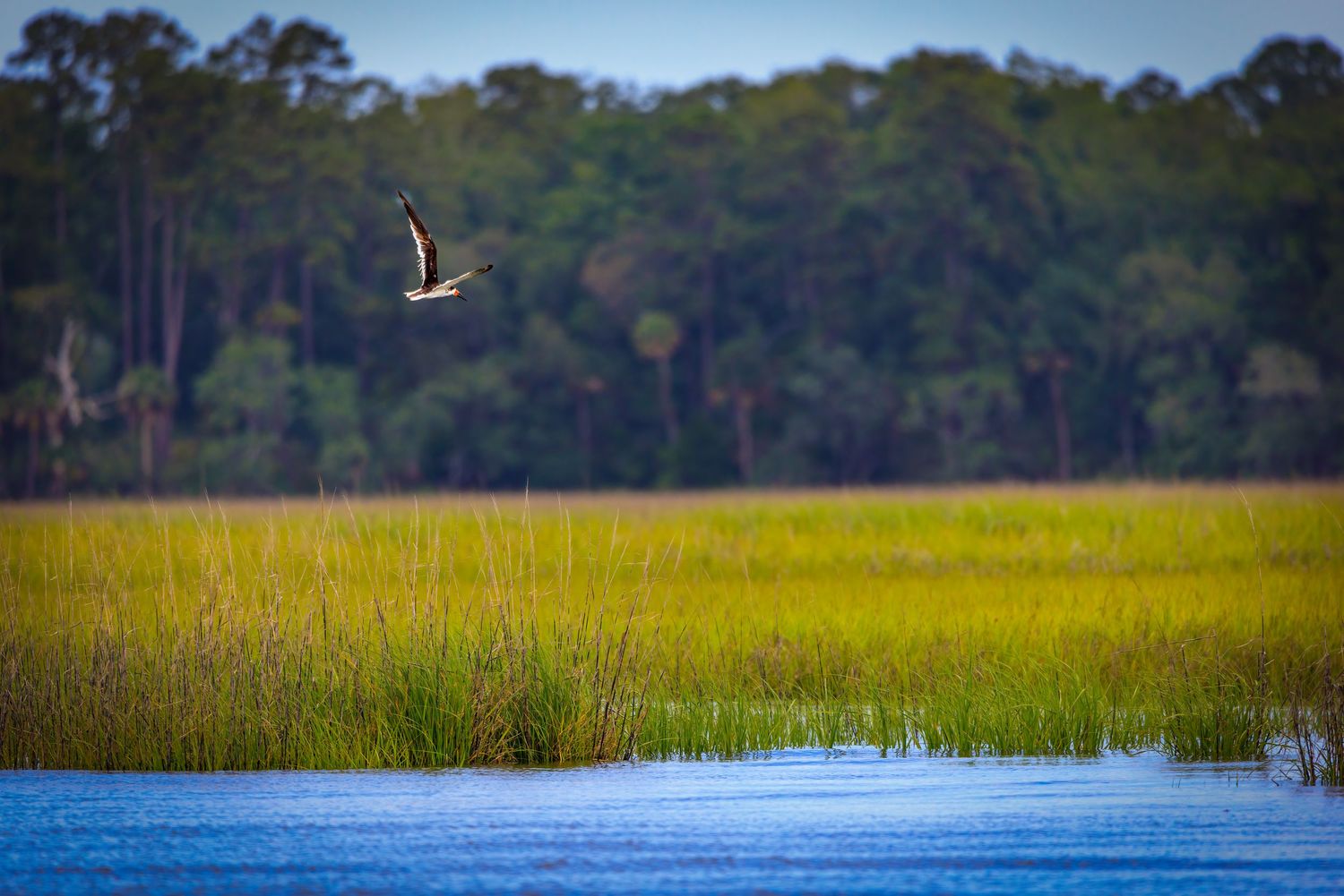 A seagull soaring over a salt marsh with blue water and pine forest backdrop.